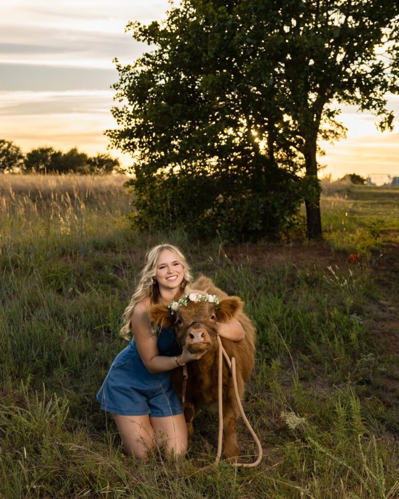 highland mini cows for sale